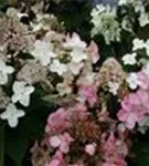 Weiße und rosa Blüten Rispenhortensie 'Wim´s Red'®