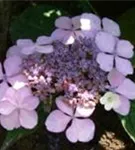 Nahaufnahme lila Blüte Gartenhortensie 'Bluebird'