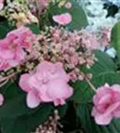 Rosa Blüten Gartenhortensie 'Santiago'