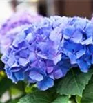 Nahaufnahme Blütenball Gartenhortensie 'Early Blue'