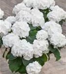 Weiße Blüten Hydrangea macrophylla 'Schneeball'® im Topf