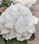 Nahansicht weiße Blüten Hydrangea macrophylla 'Schneeball'®