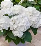 Helle Blüten Hydrangea macrophylla 'Schneeball'®