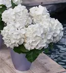 Blüten weiß Hydrangea macrophylla 'Schneeball'®