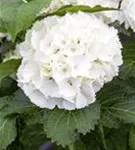 Blütenball Hydrangea macrophylla 'Schneeball'®
