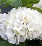 Blütenball weiß Hydrangea macrophylla 'Schneeball'®