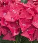 Nahaufnahme Hydrangea macrophylla 'Hot Red'®