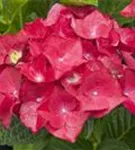 Roter Blütenball Hydrangea macrophylla 'Hot Red'®