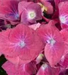 Nahaufnahme Blüte Hydrangea macrophylla 'Hot Red'®