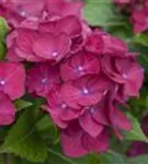 Rote Hydrangea macrophylla 'Hot Red'®