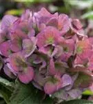 Seitenansicht Blüten Hydrangea macrophylla 'Hot Red'®