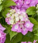 Blüten Bauernhortensie 'Bela' rosa Nahaufnahme
