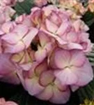Nahaufnahme Blüten Bauernhortensie adula lila