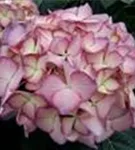 Blüten Bauernhortensie adula lila