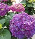 Hortensie macrophylla 'Curly® Sparkle Blue Purple'