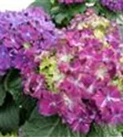 Violette Hydrangea macrophylla 'Curly® Sparkle Blue Purple'