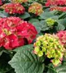 Hydrangea macrophylla 'Royal Red'®