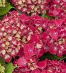 Rote Blüten Hydrangea macrophylla 'Royal Red'®