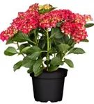 Artikelbild Hydrangea macrophylla 'Royal Red'®