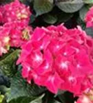 Nahaufnahme pinke Blüten Hydrangea macrophylla 'Speedy Red'