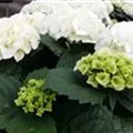 Helle Blüten Bauernhortensie Bianco