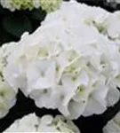 Weißer Blütenball Bauernhortensie Bianco