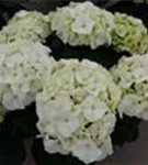 Fernaufnahme Blüten Bauernhortensie Bianco