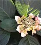 Hydrangea macrophylla 'Charm'® Knospen