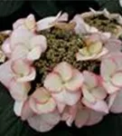 Hydrangea macrophylla 'Charm'® rosa