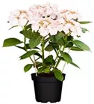 Hortensie Hydrangea macrophylla 'Charm'®