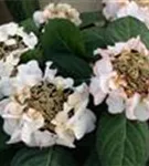 Tellerhortensie Hydrangea macrophylla 'Charm'®