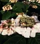 Hydrangea macrophylla 'Charm'® Tellerhortensie
