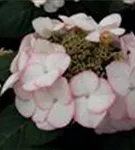 Hydrangea macrophylla 'Charm'® Hortensie