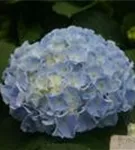 Hydrangea macrophylla 'Coquin'® blaue Hortensie