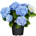 Hydrangea macrophylla 'Coquin'® blau