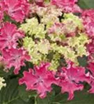 Hydrangea macrophylla 'Curly® Sparkle Red'