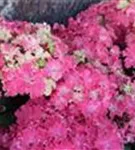 Hydrangea 'Curly® Sparkle Red'