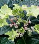 Hydrangea macrophylla 'Curly® Sparkle Red' weiß