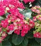 Hydrangea macrophylla 'Curly® Sparkle Red' rot