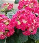 Hydrangea 'Curly® Sparkle Red' rot