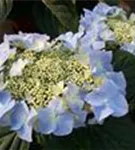 Hortensie Hydrangea macrophylla 'Frisbee'® Blue 