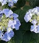 blau Hydrangea macrophylla 'Frisbee'®