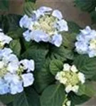 Hydrangea macrophylla 'Frisbee'® blau