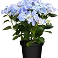 Hydrangea macrophylla 'Frisbee'® Blue
