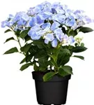 Hydrangea macrophylla 'Frisbee'® Blue