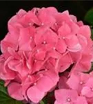 Pinke Blüten Hydrangea macrophylla 'Leuchtfeuer'