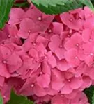 Blüten pink Hydrangea macrophylla 'Leuchtfeuer'