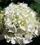 Weiße Blüten Hydrangea macrophylla 'Nymphe'