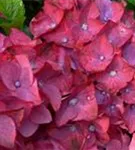 Nahaufnahme Blüten Pink Hydrangea macrophylla 'Red Beauty' blau