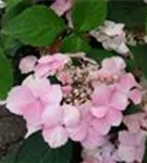 Gartenhortensie 'Benigaku' helle Blüte 